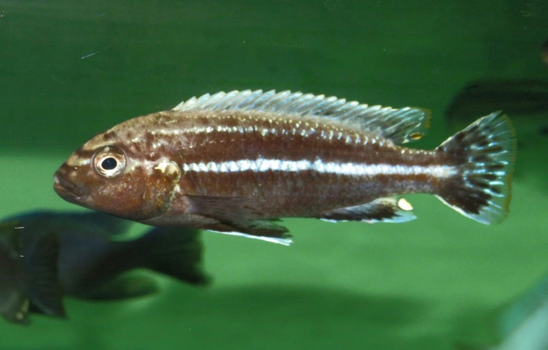 Melanochromis dialeptos 'Gome Rock'